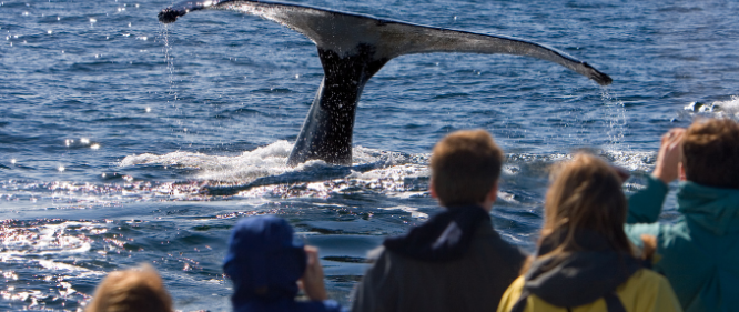 People standing on a boat watching a whale in the ocean.
