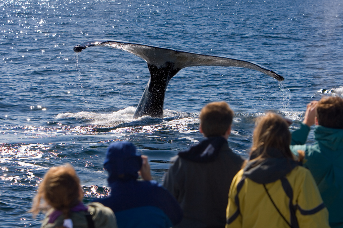 People standing on a boat watching a whale in the ocean.