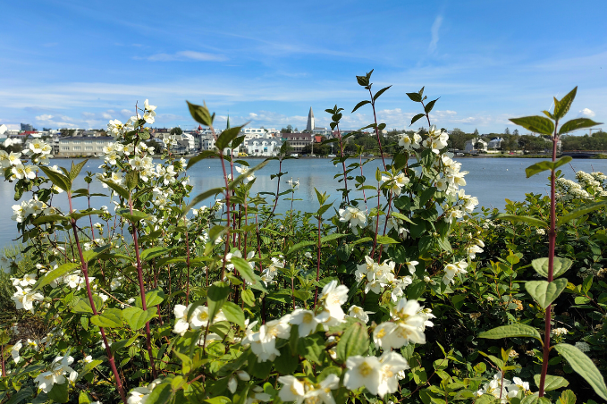 White flowers blooming beside Tjörnin pond with Reykjavík cityscape in the background