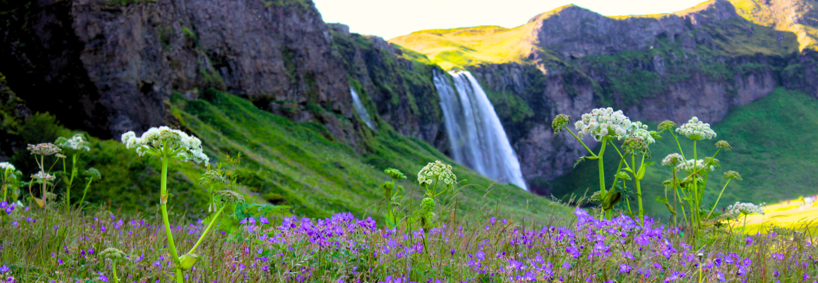 A colorful summer meadow with purple and white wildflowers in the foreground, and the Seljalandsfoss waterfall cascading down a green cliff in the background under soft sunlight.