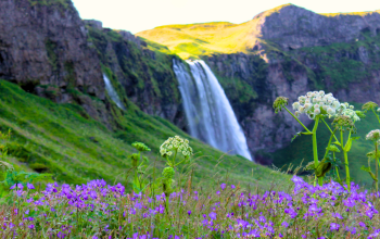 A colorful summer meadow with purple and white wildflowers in the foreground, and the Seljalandsfoss waterfall cascading down a green cliff in the background under soft sunlight.