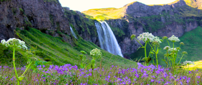 A colorful summer meadow with purple and white wildflowers in the foreground, and the Seljalandsfoss waterfall cascading down a green cliff in the background under soft sunlight.