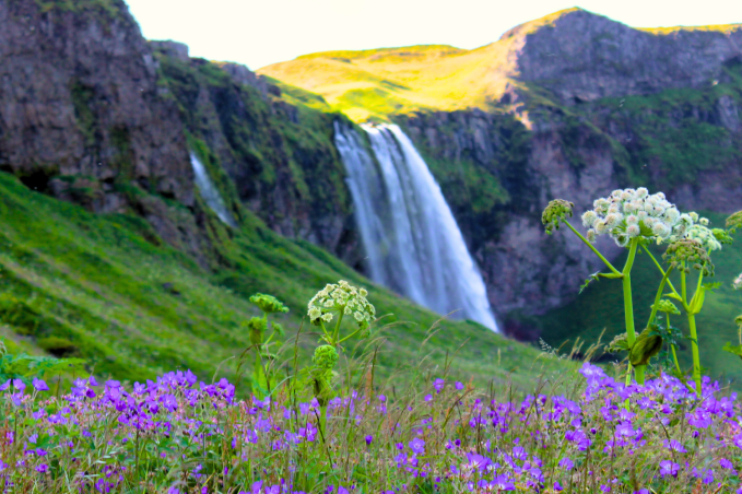A colorful summer meadow with purple and white wildflowers in the foreground, and the Seljalandsfoss waterfall cascading down a green cliff in the background under soft sunlight.