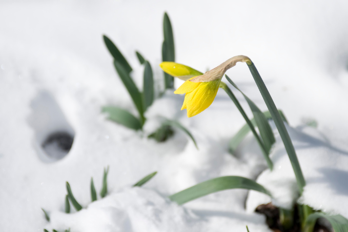 Close-up of a yellow daffodil flower emerging through fresh snow, symbolizing the arrival of early spring.
