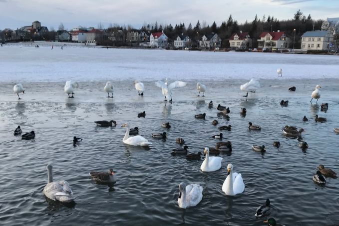 Swans and ducks on Tjörnin Pond in Reykjavík during winter.
