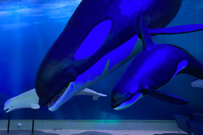 Life-size whale models at Whales of Iceland, an interactive museum in Reykjavík.
