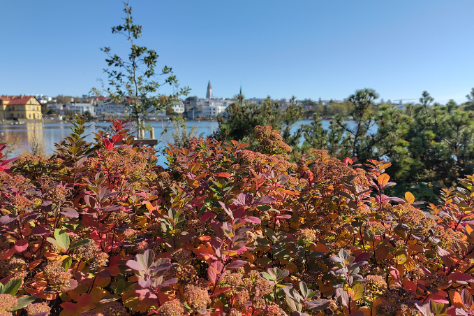 Colourful autumn foliage overlooking Tjörnin pond with Reykjavík skyline in the background.