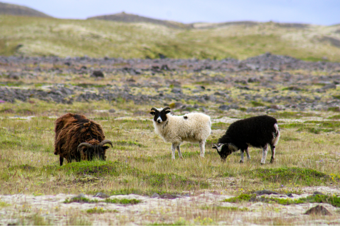 Three Icelandic sheep grazing in an open lava field.