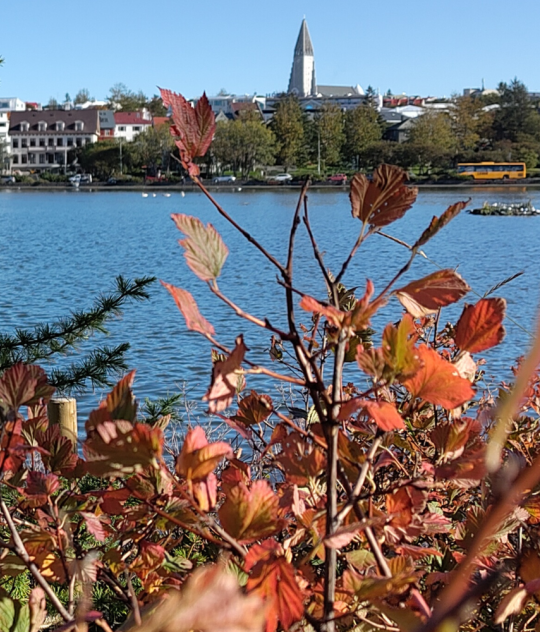 Panoramic view of Reykjavík across Tjörnin with colourful autumn foliage in the foreground.