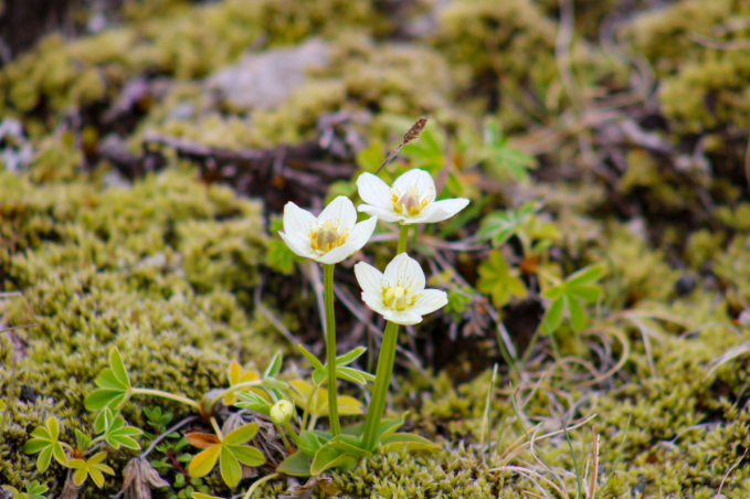 Delicate white wildflowers growing among moss in the Icelandic countryside.