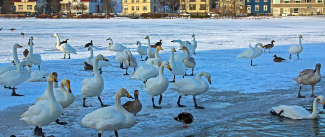 Reykjavik city pond in the winter time with a flock of birds on the icy pond
