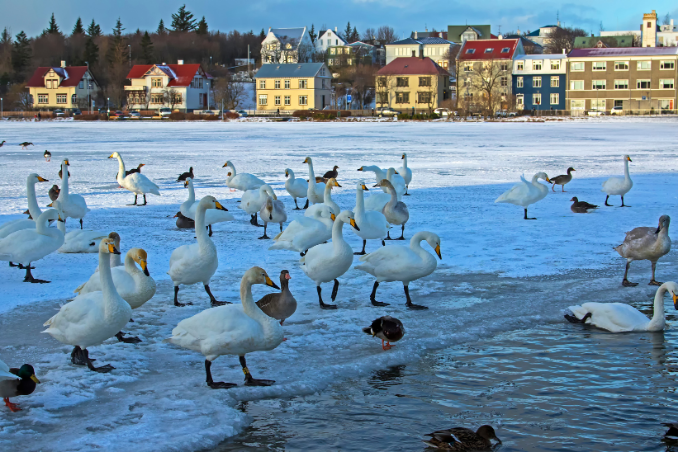 Reykjavik city pond in the winter time with a flock of birds on the icy pond