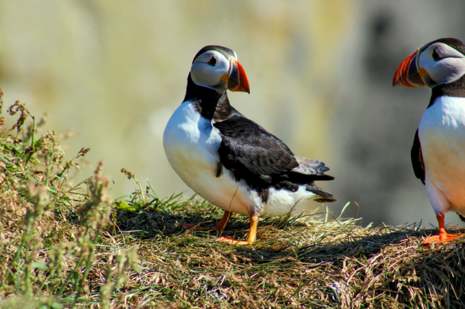 Atlantic puffin standing on grassy coastal cliff in Iceland