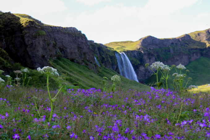 Wildflowers in front of a waterfall in Icelandic landscape