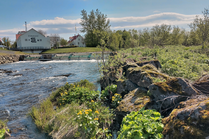 Flowing Elliðaár River surrounded by green vegetation and lava rocks on a sunny day in Reykjavík.