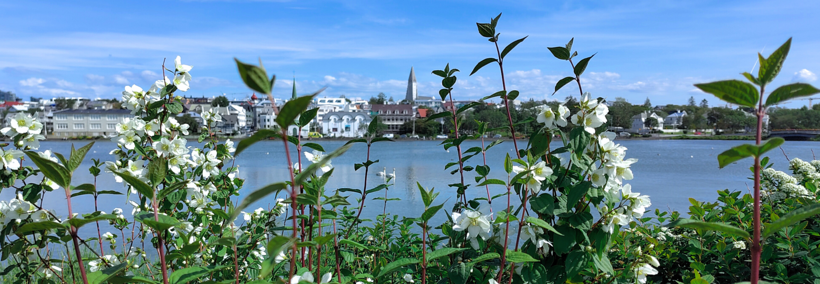 White summer flowers in the foreground with Reykjavík city and Hallgrímskirkja church visible across Tjörnin pond under a bright blue sky.