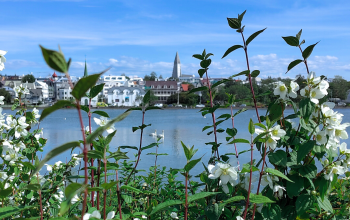 White summer flowers in the foreground with Reykjavík city and Hallgrímskirkja church visible across Tjörnin pond under a bright blue sky.