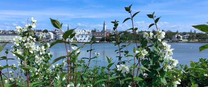 White summer flowers in the foreground with Reykjavík city and Hallgrímskirkja church visible across Tjörnin pond under a bright blue sky.