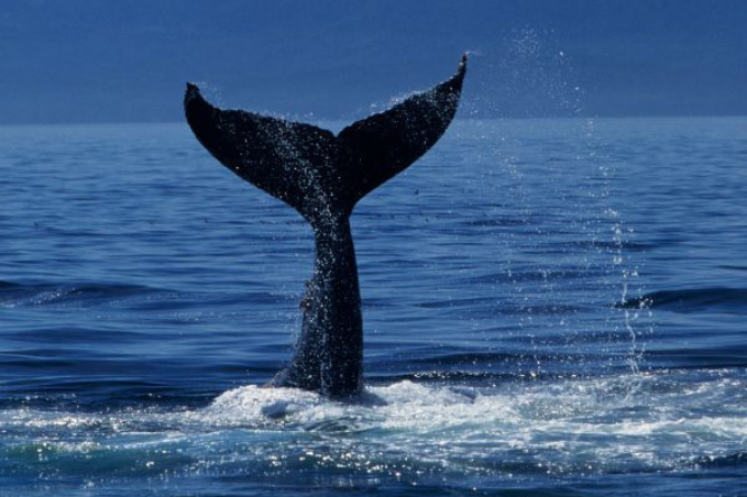 Whale tail rising above the ocean surface during a whale watching tour.