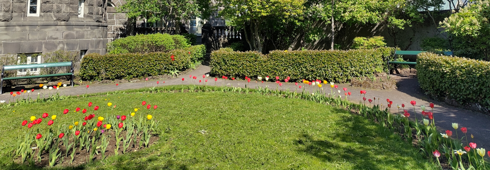 A small landscaped garden with red, yellow, and white tulips lining curved paths, surrounded by green hedges, benches, and a stone building in the background on a sunny day