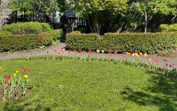 A small landscaped garden with red, yellow, and white tulips lining curved paths, surrounded by green hedges, benches, and a stone building in the background on a sunny day