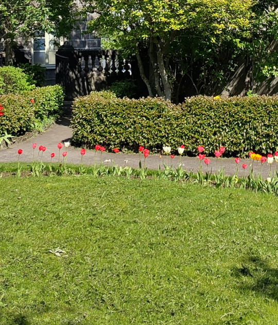 A small landscaped garden with red, yellow, and white tulips lining curved paths, surrounded by green hedges, benches, and a stone building in the background on a sunny day