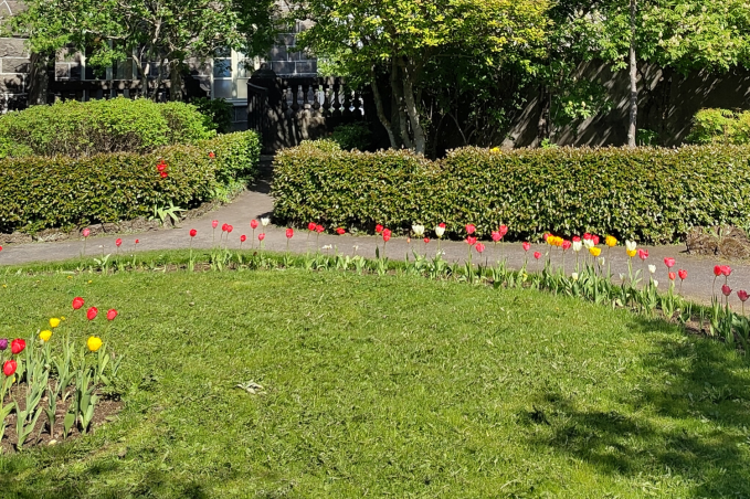 A small landscaped garden with red, yellow, and white tulips lining curved paths, surrounded by green hedges, benches, and a stone building in the background on a sunny day