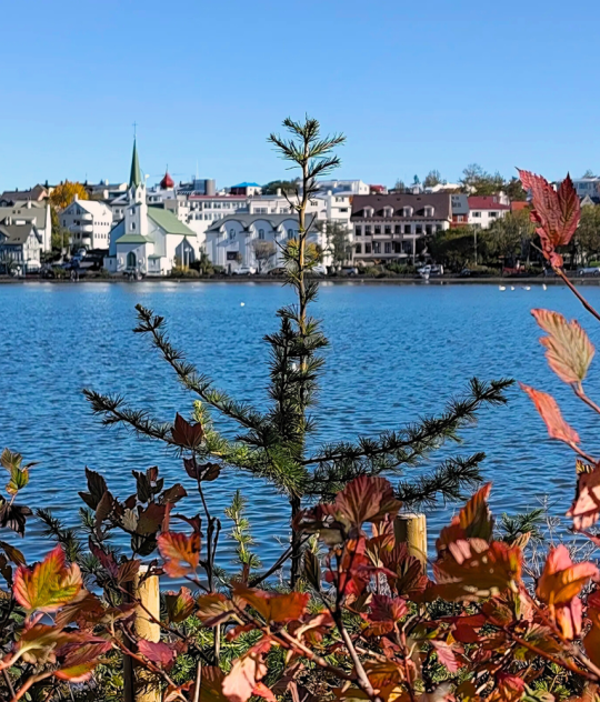 View of Reykjavik across Tjörnin Lake with autumn leaves in the foreground.
