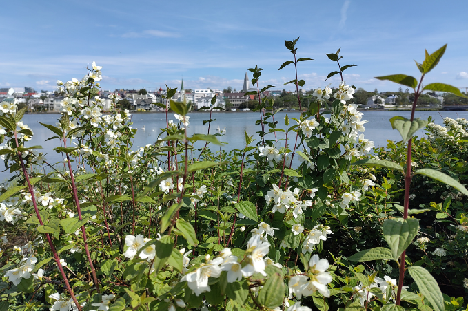 White flowers blooming beside Tjörnin pond in Reykjavík.
