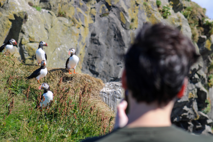 Puffins perched on coastal cliffs while a visitor watches.