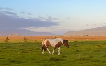 Icelandic horses grazing in a green field during summer in Iceland