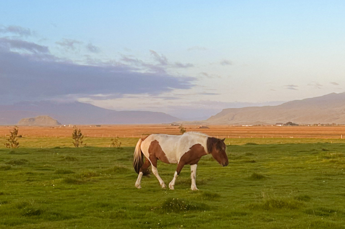 Icelandic horses grazing in a green field during summer in Iceland