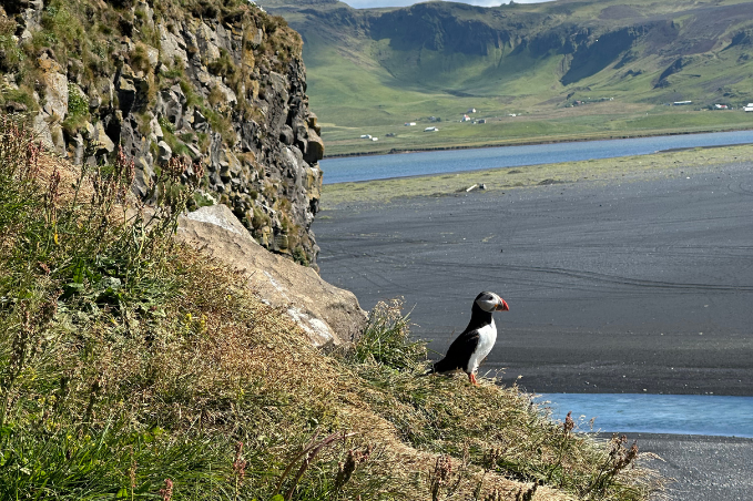 Puffin spotted on a puffin watching tour from Reykjavík
