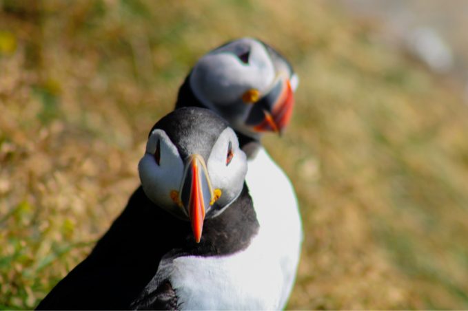 Two Atlantic puffins with orange beaks standing close together on grassy ground in Iceland