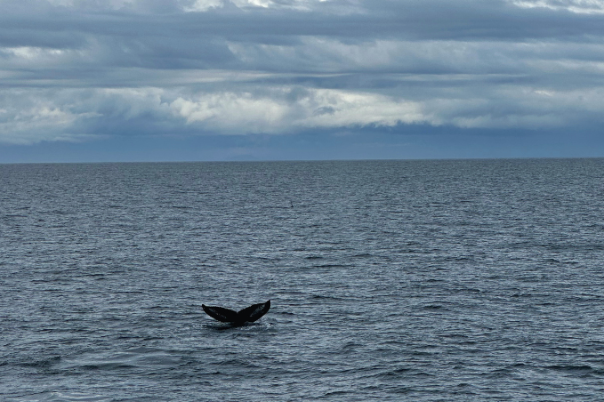 Whale tail rising above the ocean during a whale watching tour in Iceland.