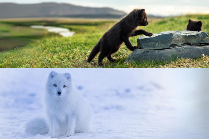 Arctic foxes in Iceland shown in their dark summer coat and white winter coat