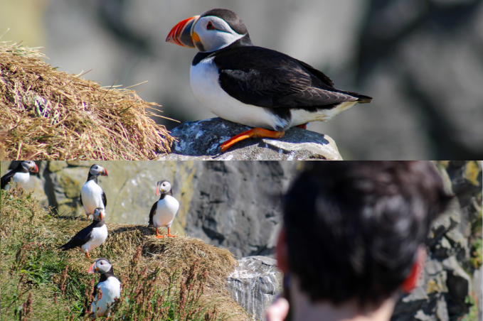 Atlantic puffins nesting on a rocky coastal cliff in Iceland