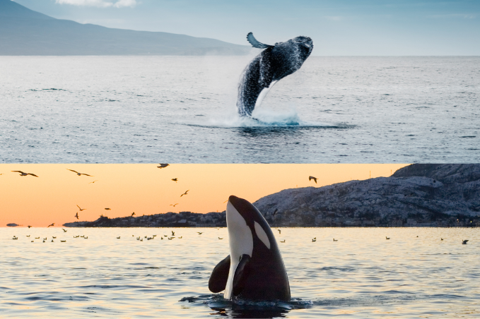 Humpback whale breaching and an orca surfacing in Icelandic waters
