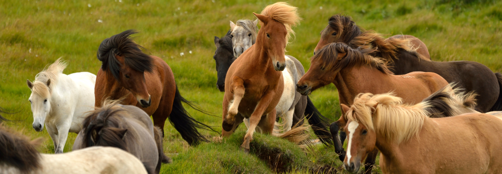 BR blog - header horse