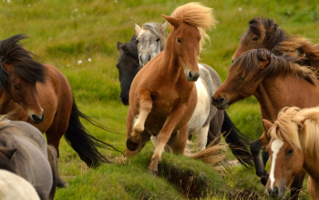 BR blog - header horse