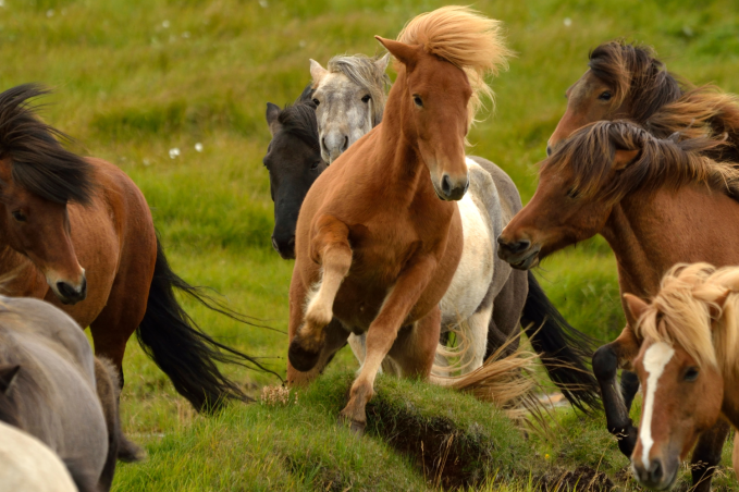 BR blog - header horse