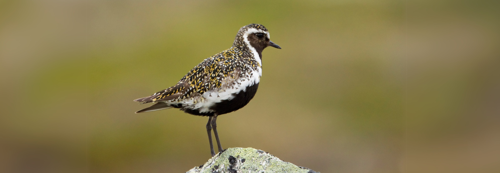 busy-room-blog-header-7