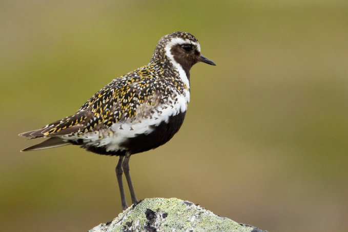 busy-room-blog-header-7