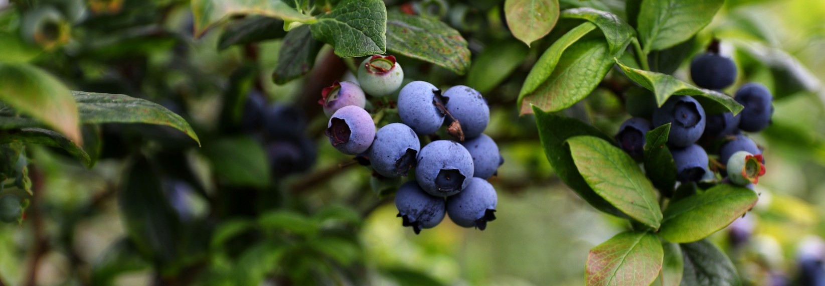 mario-mendez-fw7sKxSg5Vs-unsplash