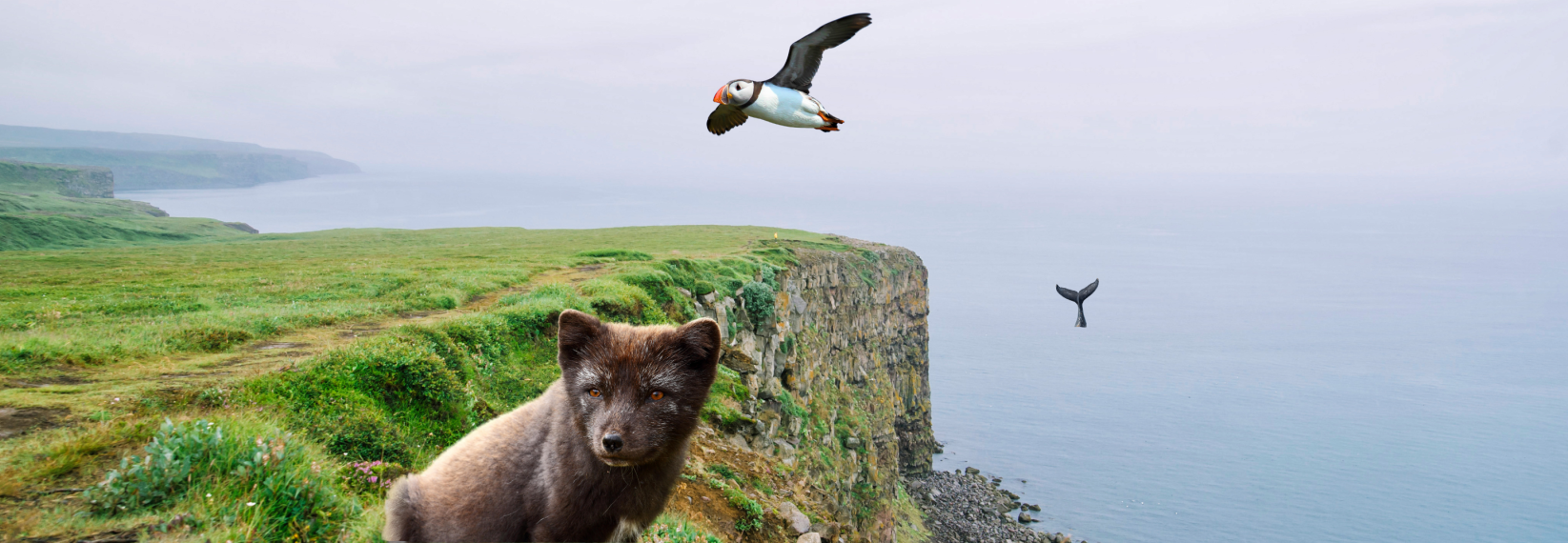 wildlife blog header v3