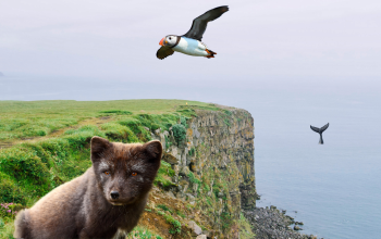 wildlife blog header v3