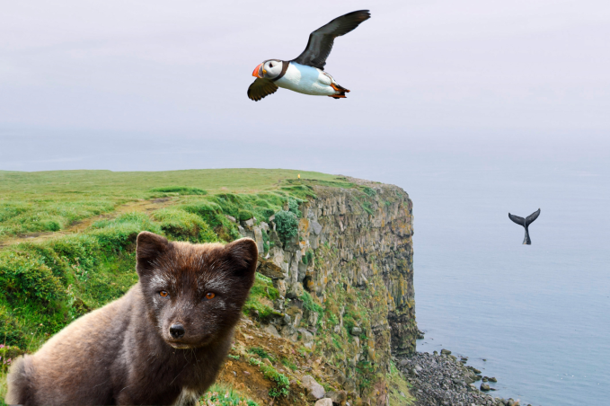 wildlife blog header v3